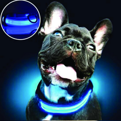 PARENCE - Collier Lumineux pour Chien Taille M,Collier LED avec Boucle d'attache et Fermeture à Clipser