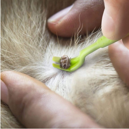 Crochets à Tiques – Lot de 3 Outils de Retrait Simples et Efficaces pour Chiens et Chats