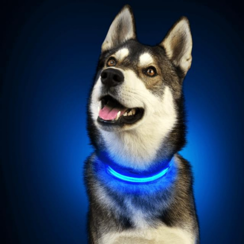 PARENCE - Collier Lumineux pour Chien Taille M,Collier LED avec Boucle d'attache et Fermeture à Clipser